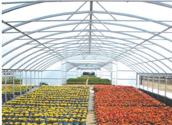 K 50 IRAC 42' x 100' 6ml Sheet Clear - Polyfilm